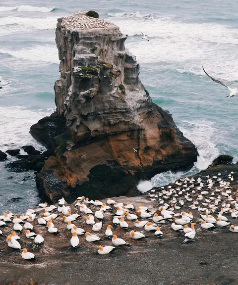 muriwai beach auckland